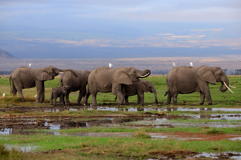 Elephants with Mt. Kilimanjaro in the background