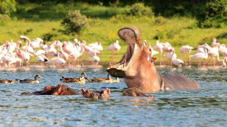 Lake Nakuru Expedition