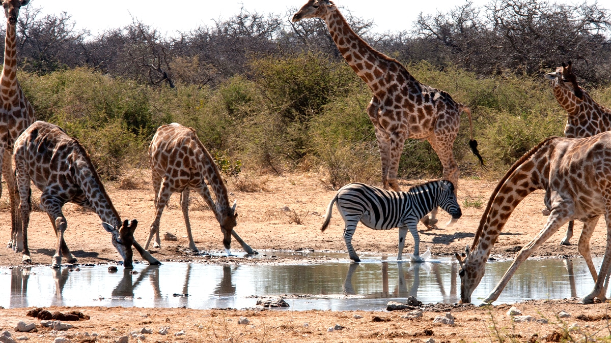 The epic scale of the Great Migration, a cornerstone of our safari experiences.