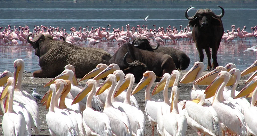 1-day-lake-nakuru-national-park-day-trip-2