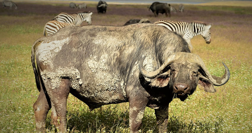 10 Days Masai Mara : Lake Nakuru : Amboseli : Ngorongoro Serengeti Safari