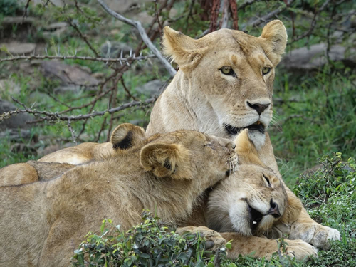 3 Days Masai Mara Camping Safari