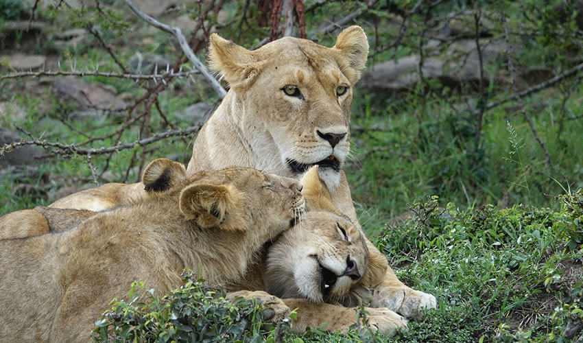 3 Days Masai Mara Camping Safari