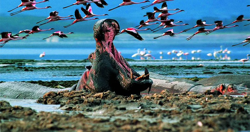 5 Days Masai Mara : Lake Nakuru : Lake Naivasha Camping Safari