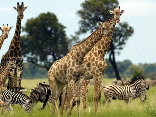 2 Days 1 Night Maasai Mara Camping Safari