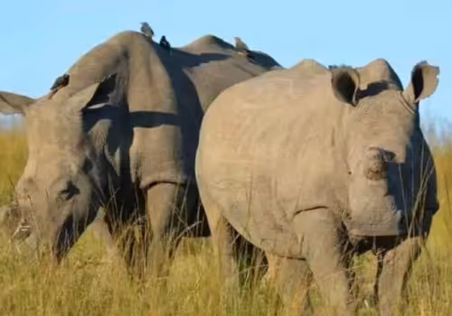 2 Days 1 Night Ol Pejeta Conservancy Safari