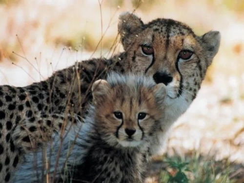 3 Days Amboseli Safari