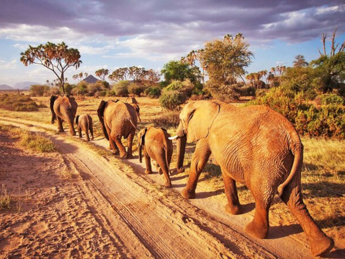 5 Days Amboseli Tsavo West Tsavo East Safari