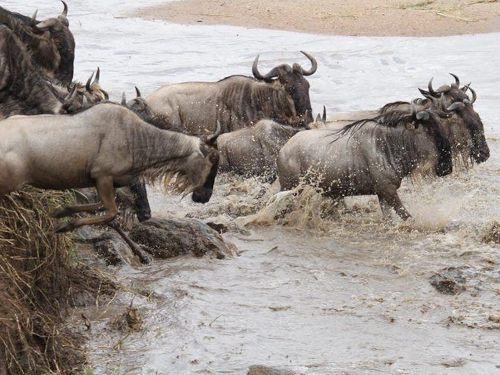 6 Days Masai Mara Lake Nakuru Amboseli Safari