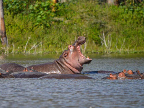 7 Days Masai Mara Lake Nakuru Lake Naivasha Amboseli Safari