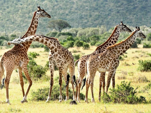 8 Days Masai Mara Lake Nakuru Lake Naivasha Amboseli Safari